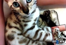 Tags: bengal, cats, kitten (Pict. in My r/CATS favs)