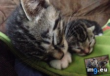Tags: big, cats, kitten (Pict. in My r/CATS favs)
