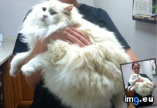 Tags: big, cats, kitty (Pict. in My r/CATS favs)