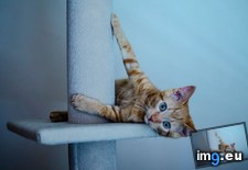 Tags: big, cats, red, tower (Pict. in My r/CATS favs)