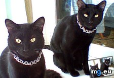 Tags: badasses, black, cat, cats, friday, two (Pict. in My r/CATS favs)