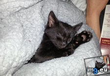 Tags: black, cat, cats, caturday, friday, plz, wake (Pict. in My r/CATS favs)