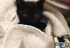 Tags: black, cats, evil, face, sweet (Pict. in My r/CATS favs)