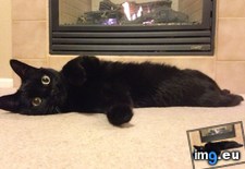 Tags: black, cats, ftw (Pict. in My r/CATS favs)