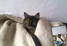 Tags: blanket, cat, cats, luna (Pict. in My r/CATS favs)