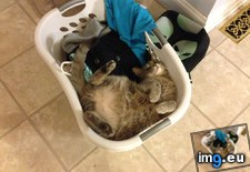 Tags: baskets, bowser, cats, likes, wash (Pict. in My r/CATS favs)