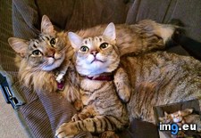 Tags: bros, cats, life (Pict. in My r/CATS favs)