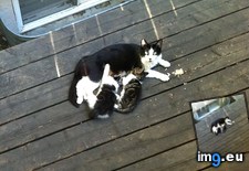 Tags: album, brother, cats, city, rescued, sister, streets (Pict. in My r/CATS favs)