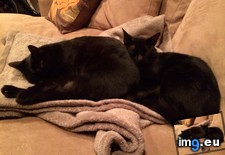Tags: brother, cats, sister (Pict. in My r/CATS favs)