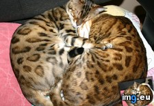 Tags: brother, cats, sister (Pict. in My r/CATS favs)