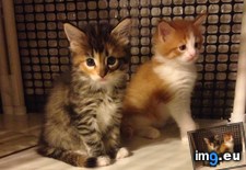 Tags: brother, cats, sister (Pict. in My r/CATS favs)