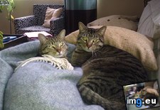 Tags: brotherly, cats, love (Pict. in My r/CATS favs)