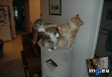 Tags: brotherly, cats, coon, love, maine, style (Pict. in My r/CATS favs)