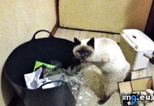 Tags: busted, cats, grows, obsession, plastic (Pict. in My r/CATS favs)