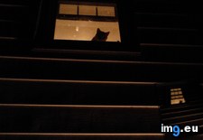 Tags: cats, for, waiting, was, work (Pict. in My r/CATS favs)