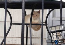 Tags: cat, cats, find (Pict. in My r/CATS favs)