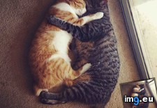 Tags: are, cats, find, love (Pict. in My r/CATS favs)