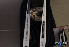 Tags: can, cats, get, privacy (Pict. in My r/CATS favs)