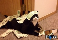 Tags: cash, cats, frank, rules (Pict. in My r/CATS favs)