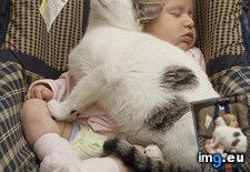 Tags: cat, cats, cute, kid, sleeping (Pict. in My r/CATS favs)
