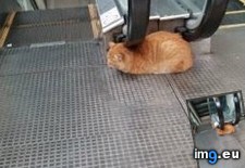 Tags: cat, cats, escalator (Pict. in My r/CATS favs)