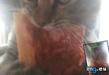 Tags: cat, cats, crazy, eyes, pizza (GIF in My r/CATS favs)