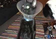 Tags: cat, cats, lamp (Pict. in My r/CATS favs)