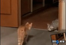 Tags: cat, cats, meets (GIF in My r/CATS favs)