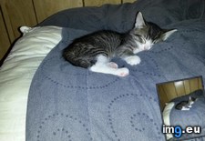 Tags: cat, cats, nap (Pict. in My r/CATS favs)