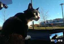 Tags: cat, cats, escalated, quickly, road, trip (Pict. in My r/CATS favs)