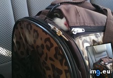 Tags: cat, cats, escalated, quickly, road, trip (Pict. in My r/CATS favs)