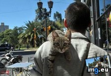 Tags: cat, cats, walk (Pict. in My r/CATS favs)