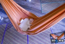 Tags: cat, cats, hammock, sleeping (Pict. in My r/CATS favs)