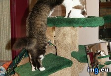 Tags: cat, cats, tree (Pict. in My r/CATS favs)