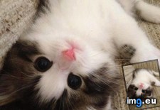 Tags: adorable, big, cat, cats, eyes (Pict. in My r/CATS favs)