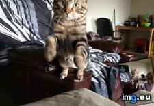 Tags: cats, caught, leap, mid (Pict. in My r/CATS favs)