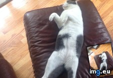 Tags: cats, thriller (Pict. in My r/CATS favs)