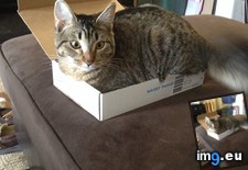Tags: cats, charley, concept, fits, ships, understand (Pict. in My r/CATS favs)
