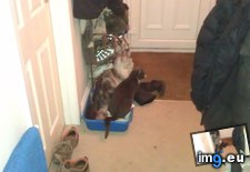 Tags: cats, shit (Pict. in My r/CATS favs)