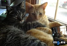 Tags: buddies, cats, cuddle, life (Pict. in My r/CATS favs)