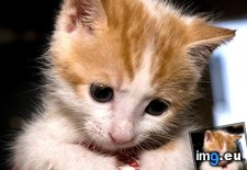 Tags: cats, cute, kitty (Pict. in My r/CATS favs)