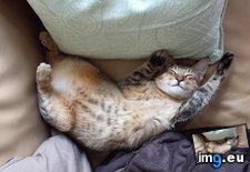 Tags: boy, cats, dat, smiley, spotty, tummy (Pict. in My r/CATS favs)
