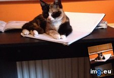 Tags: cats, dave, let, study (Pict. in My r/CATS favs)