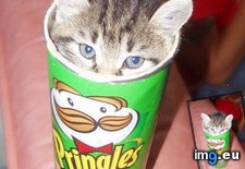 Tags: cats, day, hoomans, pringle (Pict. in My r/CATS favs)