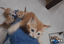 Tags: bite, cats, derp, heart, leg, melt, repost (GIF in My r/CATS favs)