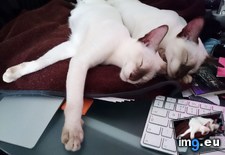 Tags: cats, cooler, desk, ornaments, way, working (Pict. in My r/CATS favs)