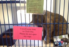 Tags: cage, cat, cats, rage (Pict. in My r/CATS favs)