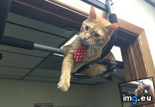 Tags: bar, cat, cats, dexter, office, pull (Pict. in My r/CATS favs)