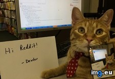 Tags: are, cats, dexter, happy, see, top, was (Pict. in My r/CATS favs)