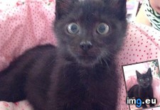 Tags: appreciation, black, cat, cats, did, foster, neutering, tomorrow (Pict. in My r/CATS favs)